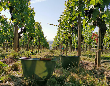 Nicht mehr lange  dann wird die Weinlese in vollem Gang sein.