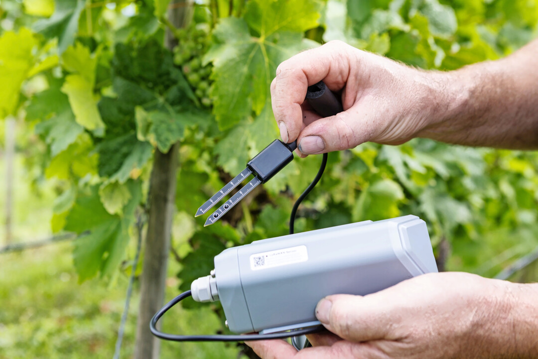 Klein und ziemlich unscheinbar: Versuchsteilnehmer Matthias Hammer mit dem Sensor, der die Bewässerung seiner Reben revolutionieren soll.
