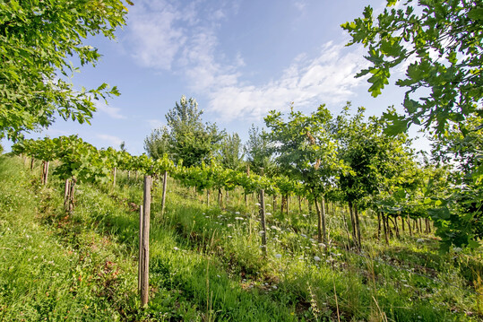 Agroforstsysteme kombinieren den Anbau von Kulturpflanzen mit Geh�lzen wie B�umen oder Str�uchern. Im Weinbau wird diese Form der Landnutzung Vitiforst genannt. 