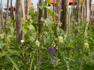 Was ist denn da im Weinberg los? Mit beispielsweise blhendem Storchschnabel, Samenstnden und Knospen von Mohn sowie Pfingstrosen lassen sich bunt blhende Entdeckungen machen und auch kleine Besucher entdecken. Denn der Weinberg ist nicht nur Anbauflche fr die edlen Tropfen Made in Franken, sondern vor allem auch kologisch wertvoller Lebensbereich fr Schmetterlinge, Bienen & Co. 