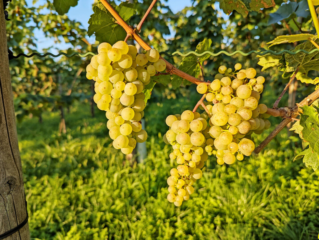 Der Weinbau steckt in schwierigen Zeiten.