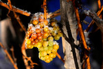 Trauben zur Erzeugung von Eiswein.