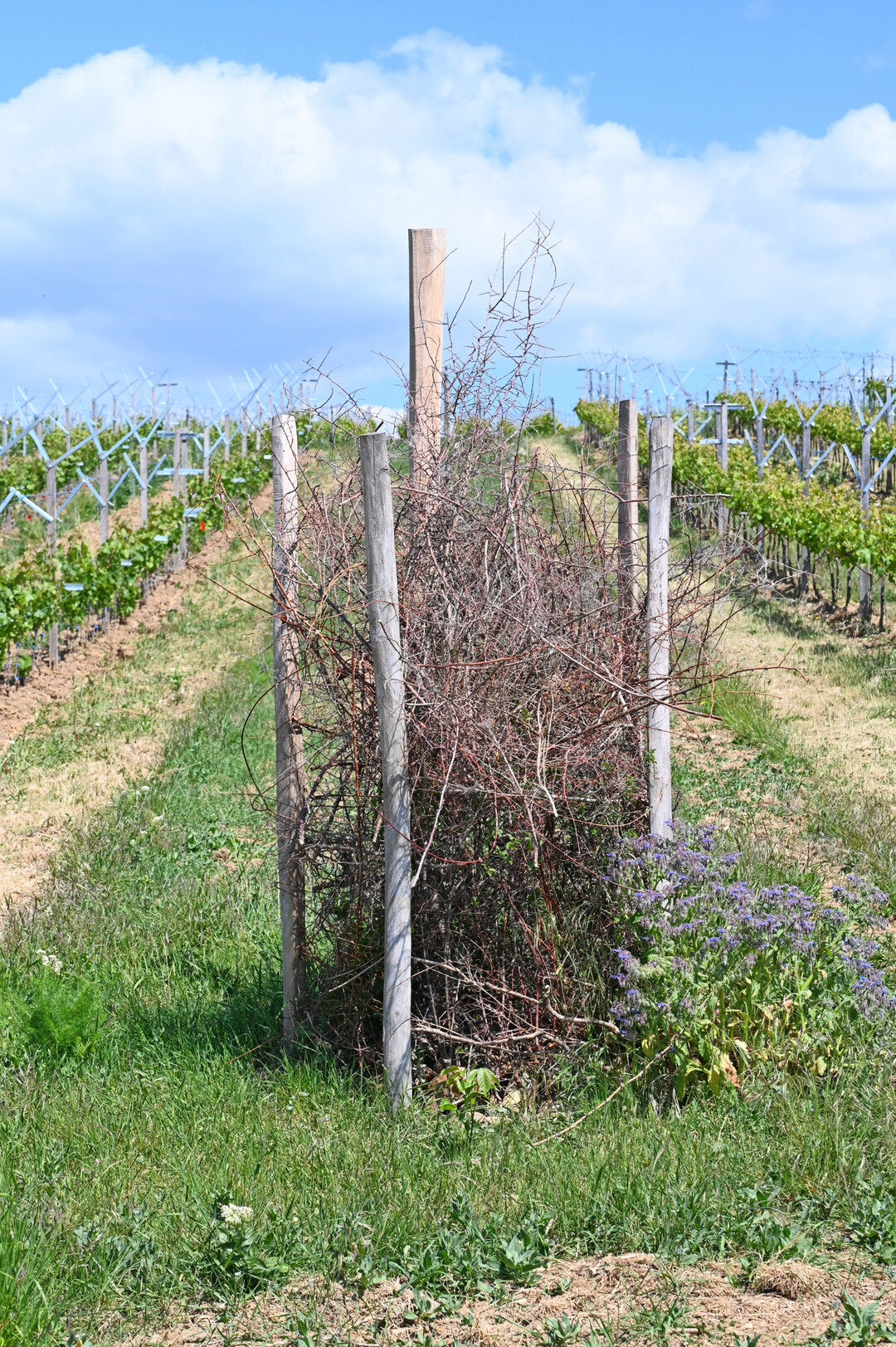 Biodiversittssule im Weinberg der Hochschule Geisenheim