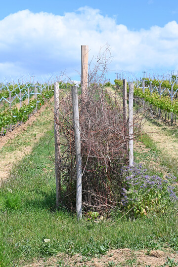 Biodiversittssule im Weinberg der Hochschule Geisenheim