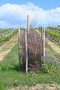 Biodiversittssule im Weinberg der Hochschule Geisenheim