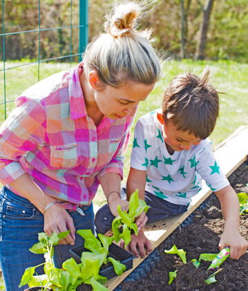Mutter und Sohn pflanzen Salat in einem Hochbeet ein.