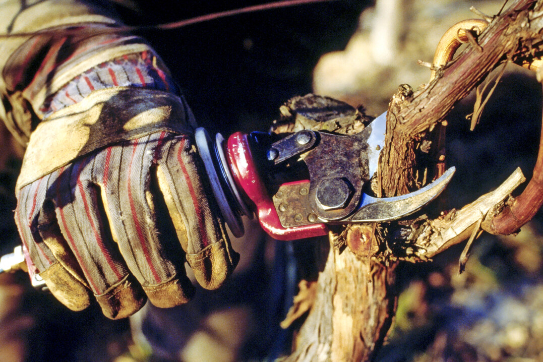 Die richtige Reberziehung, eine Glaubensfrage? Wie meistens hilft auch hier ein Blick auf die Faktenlage.