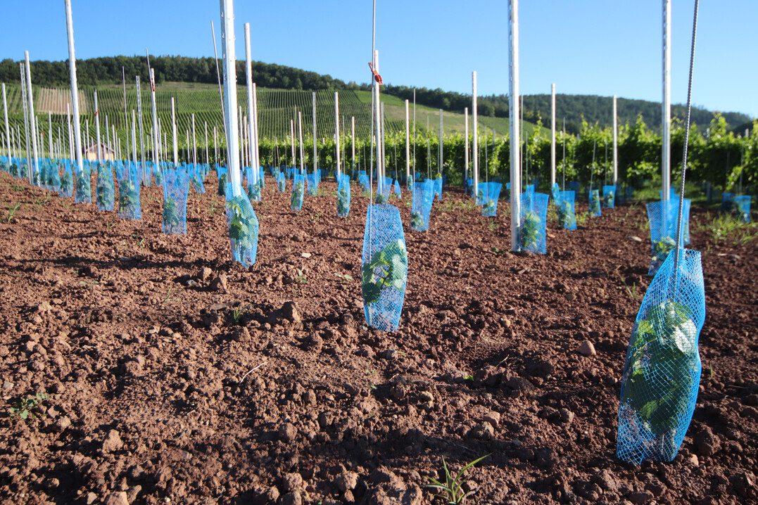 Eine Neuanlage eines Weinbergs.