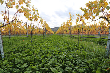 Wer einen Gemeinsamen Antrag stellt, muss die Verpflichtungen der Konditionalitt einhalten. Gem߭ den Vorgaben des GLZ 6-Standards darf die Gassenbegrnung im Zeitraum vom 15.November bis 15. Januar nicht beseitigt werden.