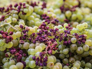 Ganz schn bitter: Ein Groteil der Bacchus-Trauben ist in diesem Jahr durch die Sonneneinstrahlung verbrannt. Damit nicht zu viele Gerbstoffe (Tannine) zu dem bei Weiwein unerwnschten bitteren Geschmack fhren, muss das verholzte Material aufwndig aussortiert werden.