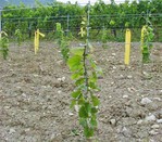 In den ersten Standjahren gilt den jungen Reben ein besonderes Augenmerk.