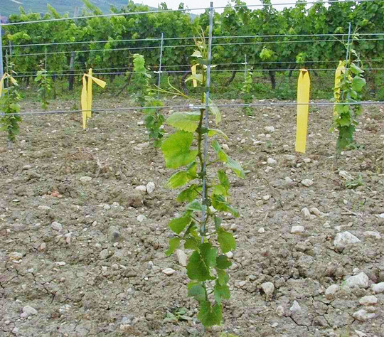 In den ersten Standjahren gilt den jungen Reben ein besonderes Augenmerk.