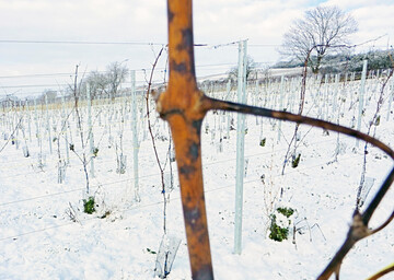 Deutliche Oidiumfiguren am Holz bedeuten eine hohe Gefährdung im Frühjahr.