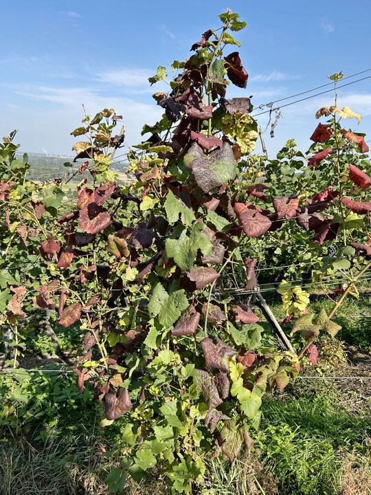 Befallene Weinreben bilden je nach Rebsorte zunächst vergilbte oder vorzeitig rot verfärbte Blätter aus, die sich nach innen einrollen.