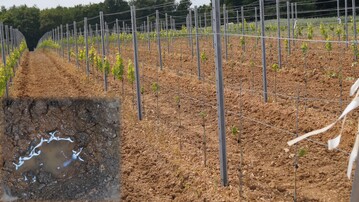Herdweise schlecht wachsende und teilweise absterbende Hochstammreben. Ursache war in diesem Fall  ungeachtet des oberflchlich sehr trocken erscheinenden Bodens  Staunsse im Wurzelbereich. Unten links Wasseransammlung auf dem Boden eines Pflanzlochs in Hhe des Unterlagenfues einer abgestorbenen Rebe. Gerade auf derartigen Problembden kommt der Unterlagenwahl eine besonders groe Bedeutung zu.