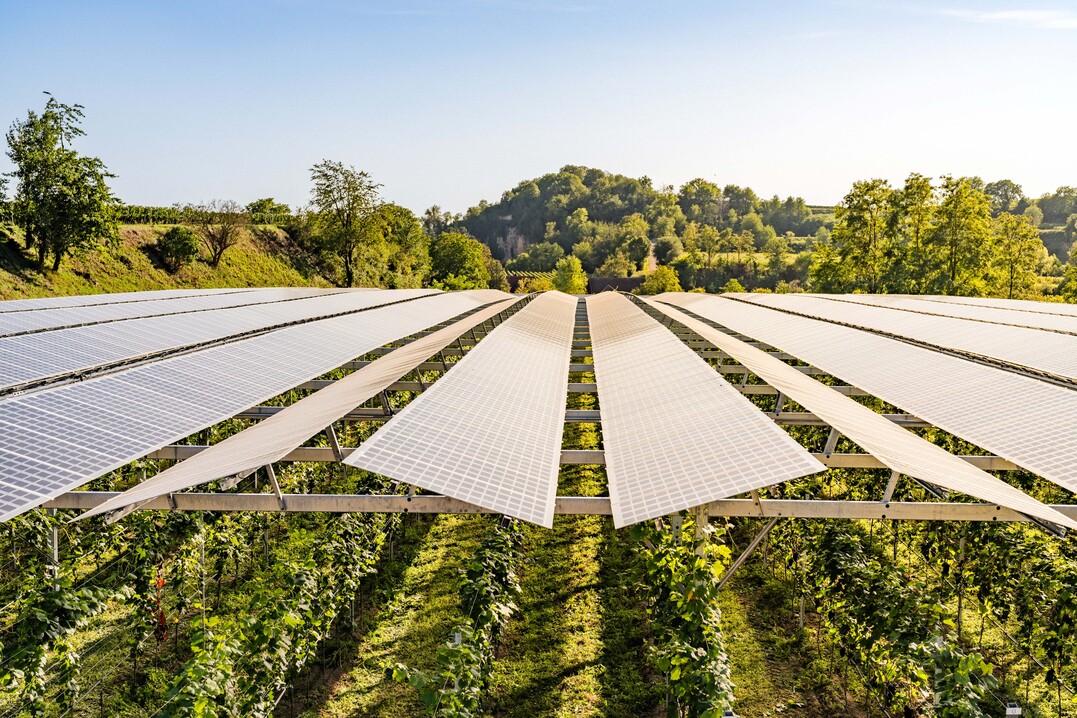 Die sogenannte Vino-PV-Anlage ber den Reben am Tuniberg ermglicht die Erzeugung von Strom aus erneuerbaren Energien auf unkonventionelle Art und Weise.