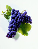 Werden gegenüber hellen, kernlosen Beeren eher vom deutschen Verbraucher verschmät: rote Tafeltrauben