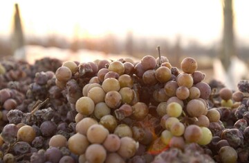 Die frhzeitige Eisweinlese verspricht in diesem Jahr qualitativ hochwertige Eisweinspezialitten.