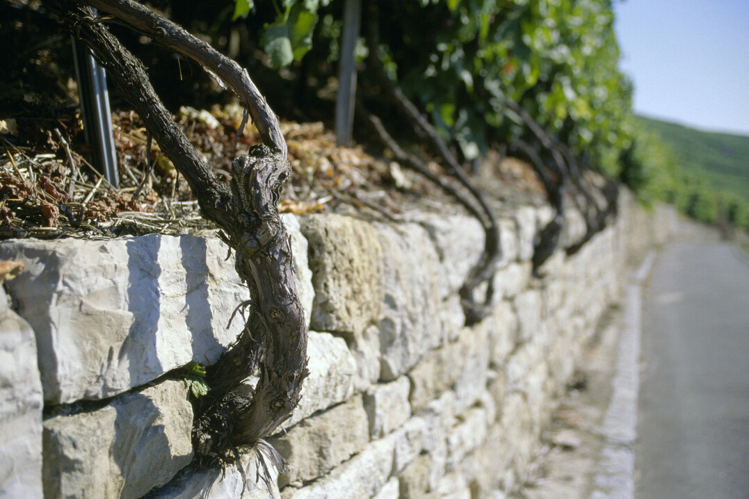   70 Prozent der Weinmosternte ist im Anbuagebiet Wrttemberg Rot.