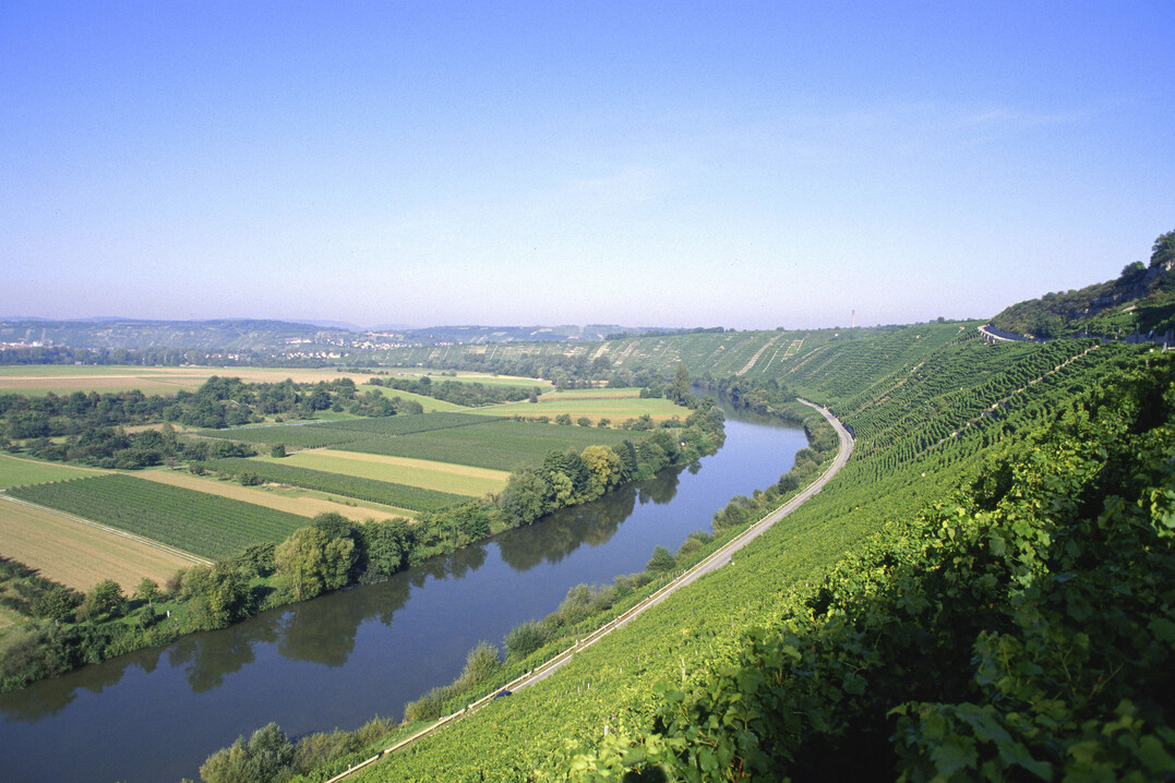 Käme der Weinbau zum Erliegen, würden einzigartige Kulturlandschaften nicht mehr gepflegt und wertvolle Habitate für eine besondere Artenvielfalt gingen verloren - wie hier im Bild in den Weinbergen am Neckar.