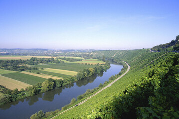 Kme der Weinbau zum Erliegen, wrden einzigartige Kulturlandschaften nicht mehr gepflegt und wertvolle Habitate fr eine besondere Artenvielfalt gingen verloren - wie hier im Bild in den Weinbergen am Neckar. 
