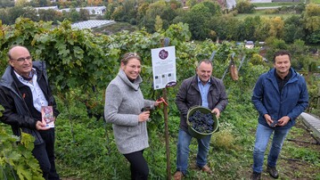 Die Wrttemberger Weinknigin Tamara Elbl legt sowohl bei der Ernte im Weinberg als auch bei der Vinifikation im Labor der LVWO Hand an. Von links: Dr. Gtz Reustle, Felsengartenkellerei, Weinknigin Tamara Elbl, Dietrich Rembold, Lauffener Weingrtner und Weingrtner Bernd Mittenmayer.