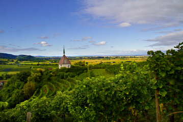 Weinberge mit Oelbergkapelle am Ehrenstetter Oelberg
