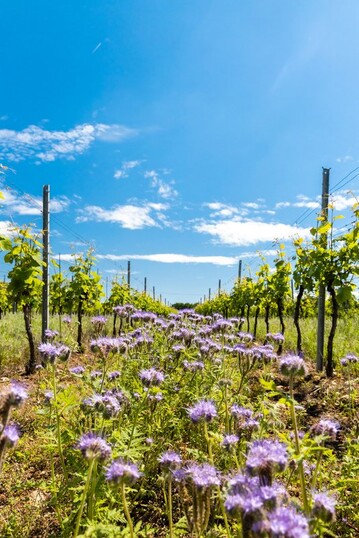 Naturschutz und die Frderung der Biodiversitt werden in Hessen gro geschrieben. Das neu gegrndete Lore-Steubing-Institut verbindet Wissenschaft und Praxis.
