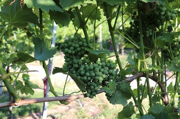Die Meldungen von Peronospora- und Oidiumbefall hufen sich. Die korrekten Spritzabstnde und Sondermanahmen sind besonders zu beachten.