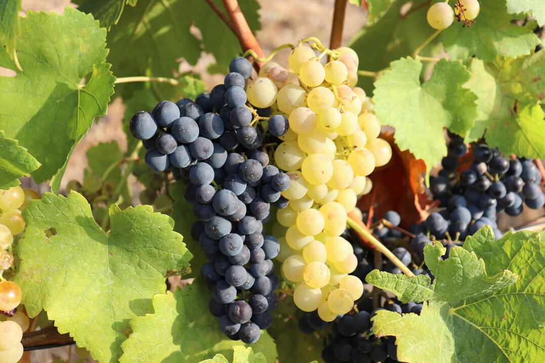Ein komplettes Anwendungsverbot von Pflanzenschutzmitteln wrde fr viele Weinberge eine unumkehrbare Stilllegung bedeuten.