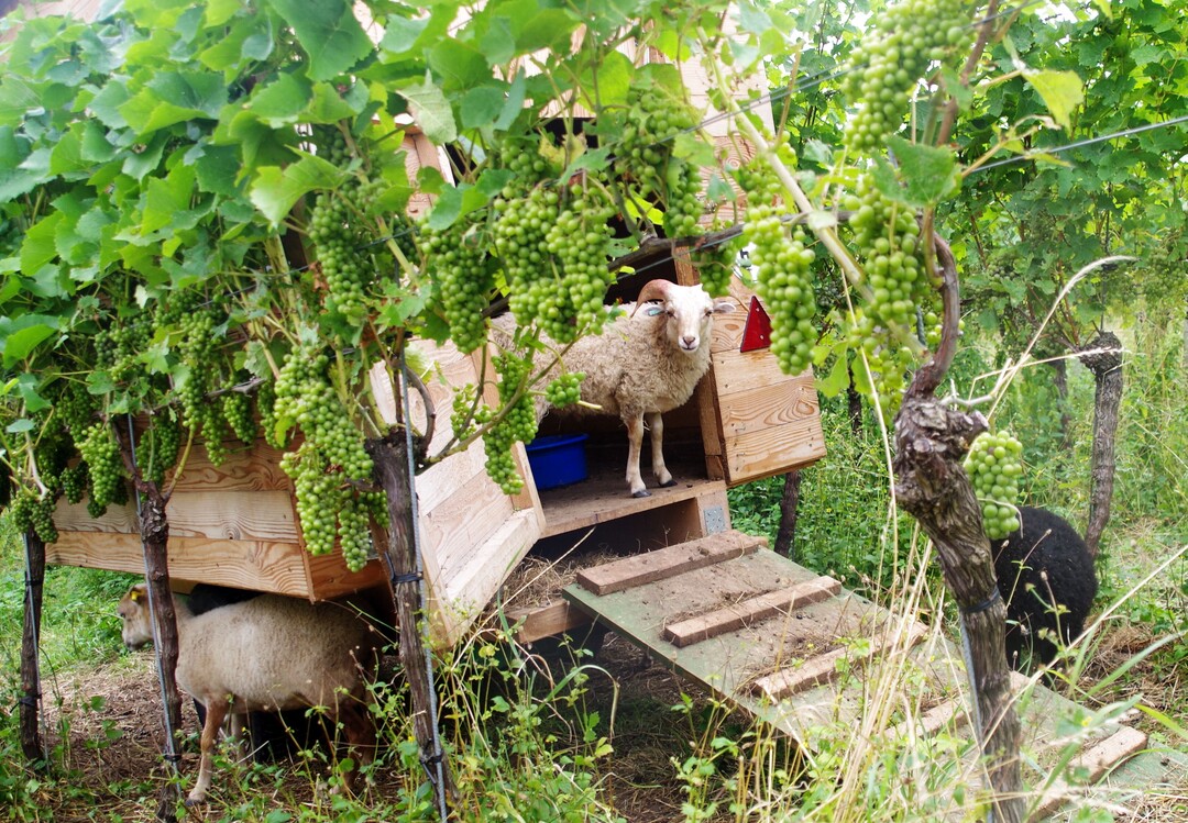 Bislang ein ungewohnter Anblick: Schafe und Schäferwagen im Weinberg.