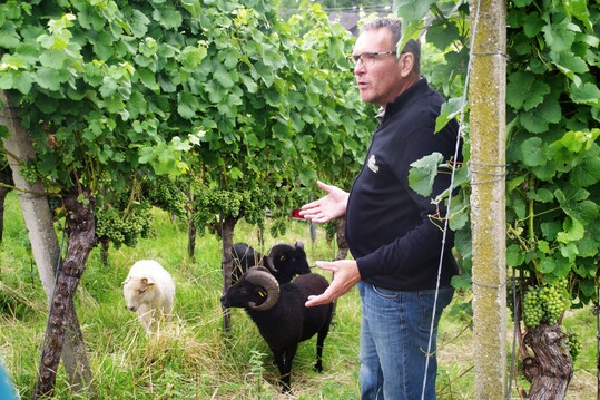Winzer Marcus Graf von den Affentaler Winzern erklrt den Nutzen der Schafbeweidung im Weinberg.