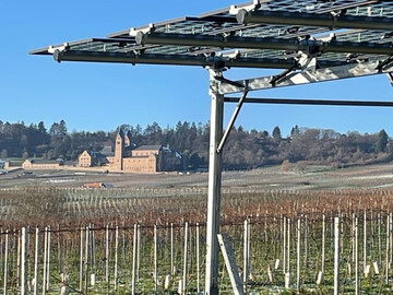 Blick vom Stand der Agri-PV Anlage VitiVoltaic aus nach Sdwesten auf das Hildegardis-Kloste.