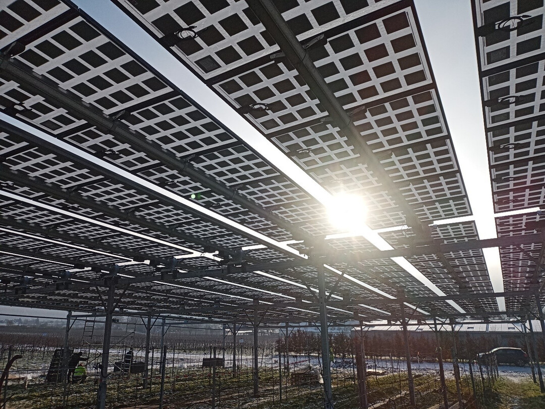 Die PV-Module der VitiVoltaic Anlage sind semi-transparent und bifazial, das heit sie lassen einen Teil des Lichts durch und knnen beidseitig Strom erzeugen. Die Module knnen von Ost nach West gekippt werden (tracking), um die Rebzeilen besser zu schtzen und die Stromausbeute zu maximieren.