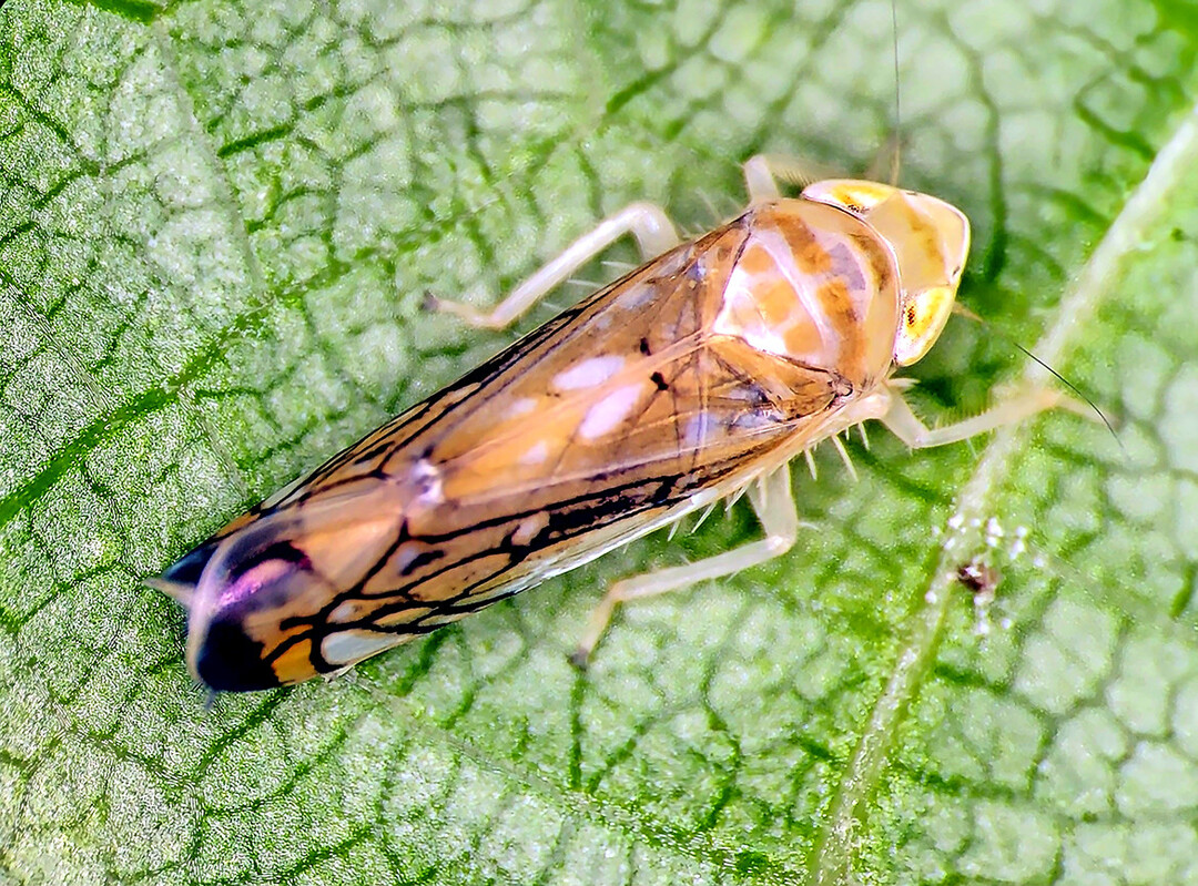 Die Amerikanische Rebzikade lässt sich selbst mit bloßem Auge schnell erkennen. Charakteristisch für das fünf bis sechs Millimeter große Tier sind die schwarzen Flügelspitzen, die schwarze Aderung der Flügel sowie der orange-weiß gestreifte Kopfbereich.