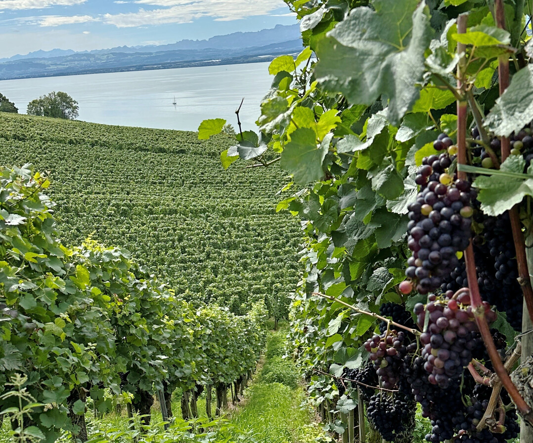 Rebanlage in Baden-Württemberg bei Meersburg am Bodensee.