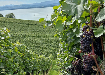 Rebanlage in Baden-Württemberg bei Meersburg am Bodensee.