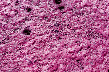 Blick in den Gärbottich: Hier machen die Hefen ihren Job.