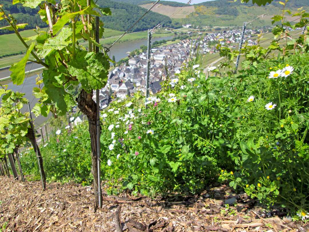 Artenreiche Begrünungen stellen einen absoluten Mehrwert für die Weinbaulandschaft dar,
doch wie gelingt die Aussaat vor allem auf mageren Standorten?