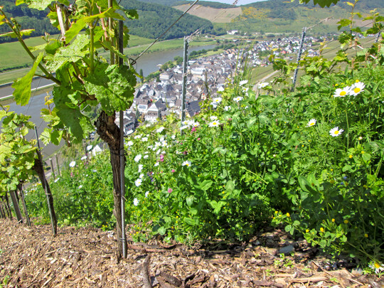 Artenreiche Begrnungen stellen einen absoluten Mehrwert fr die Weinbaulandschaft dar,
doch wie gelingt die Aussaat vor allem auf mageren Standorten?