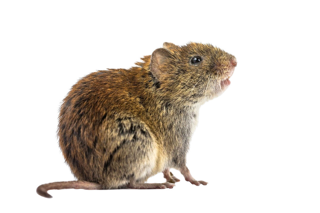 Was fiept denn da? Ein M�uselton ist mehr als ein St�rger�usch � schlimmstenfalls macht er den Wein ungenie�bar.