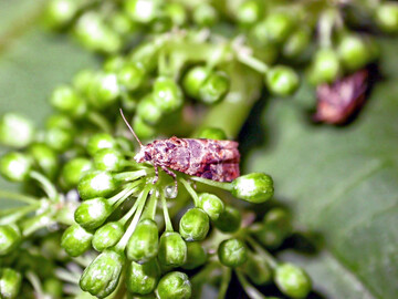 Kleines Biest: Der Traubenwickler sieht nur auf den ersten Blick niedlich aus.