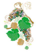 Schick, aber ungeschützt: Vitis viifera hat kaum Blatthaare, das macht sie anfälliger für Falschen Mehltau und Trockenstress.