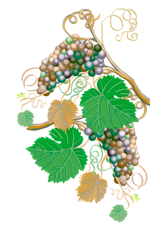 Schick, aber ungesch�tzt: Vitis viifera hat kaum Blatthaare, das macht sie anf�lliger f�r Falschen Mehltau und Trockenstress.