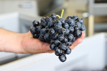 Sie halten den Trollinger hoch: Die Trollinger Initative hat der Rebsorte eine eigene Webseite gewidmet.