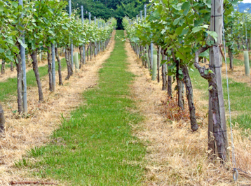 Dieser Herbizidstreifen ist zu breit, er sollte m�glichst schmal gehalten werden. Zudem d�rfen laut Vorgabe des �IPS plus� in den betroffenen Schutzgebieten maximal 20 Prozent der Fl�che behandelt werden.