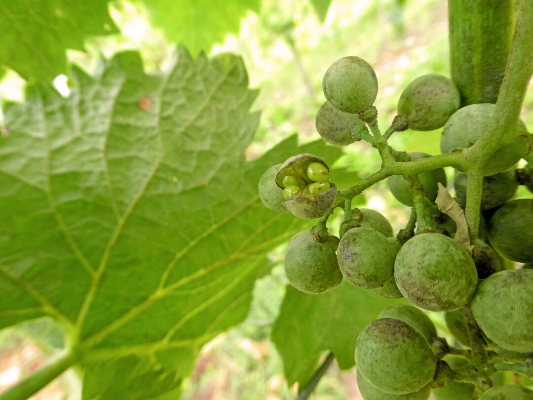 Oidium wird auf immer mehr Flächen zum Problem. Hier Samenbruch an unreifen Beeren.