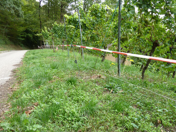Elektrozaun als Schutz gegen Schwarzwild.