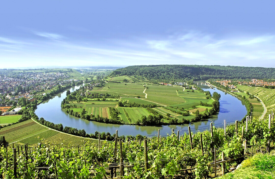 Der idyllische Anblick der Mundelsheimer Neckarschleife tr�gt: Dieser Kulturlandschaft geht es nachweislich an den Kragen.