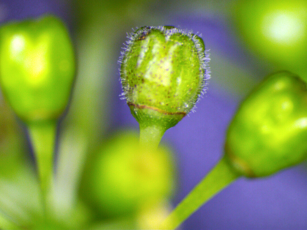 Oidium-Mycel am Bl�tenk�ppchen